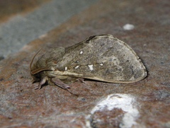 Wiseana cervinata