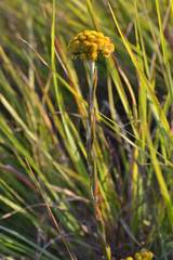 Helichrysum auriceps