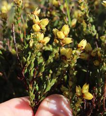 Stylapterus fruticulosus