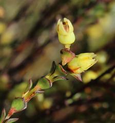 Stylapterus fruticulosus