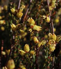 Stylapterus fruticulosus