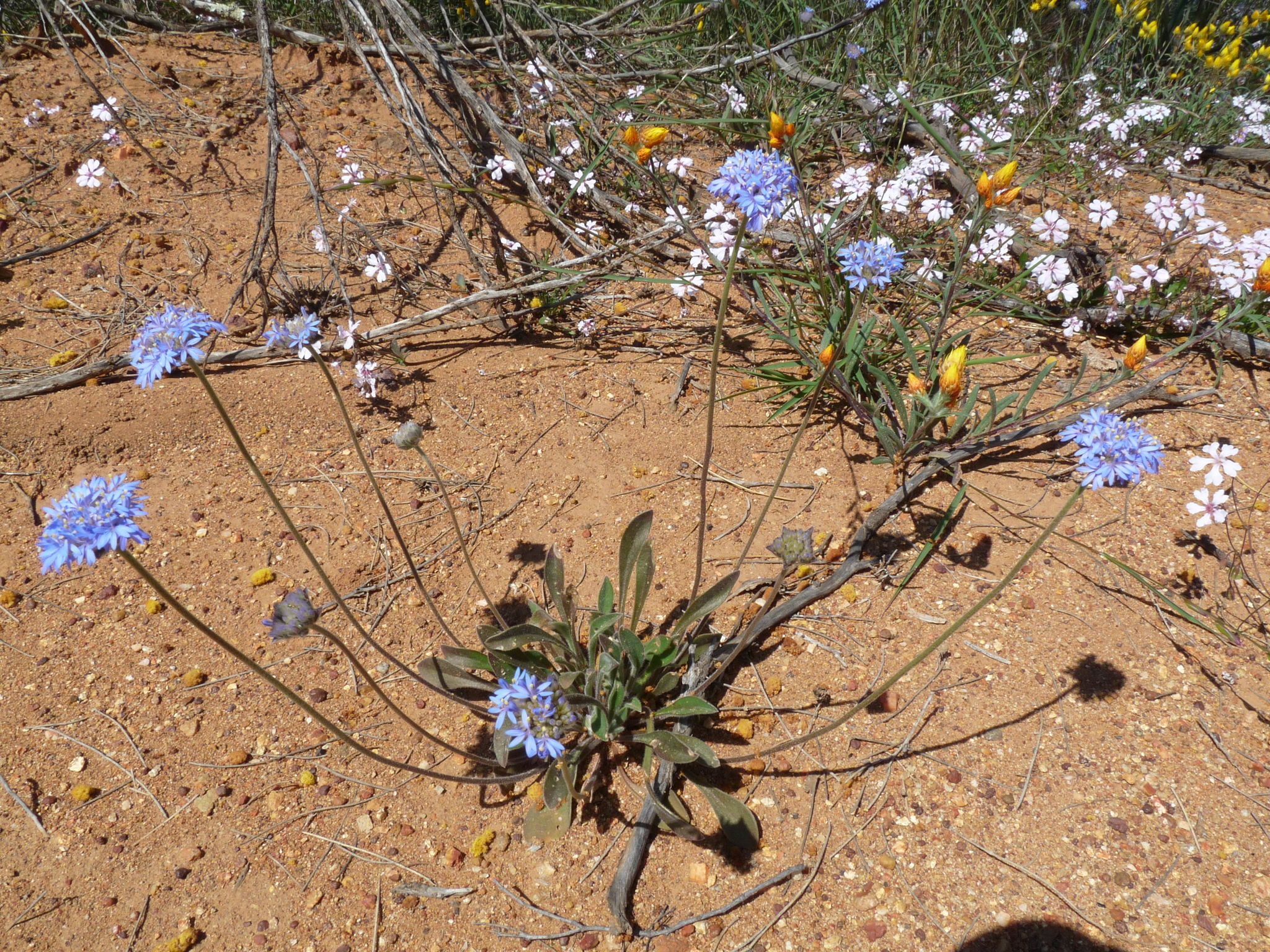 Brunonia australis