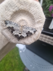 Xanthorhoe fluctuata