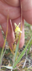 Linaria buriatica