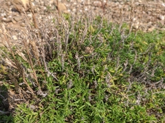 Thymus dzevanovskyi