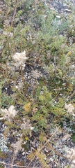 Pulsatilla tenuiloba