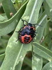 Eurydema spectabilis