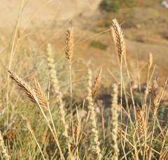 Agropyron desertorum