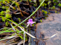 Genlisea hispidula