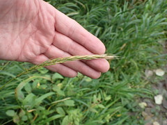 Elymus caninus