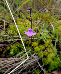 Genlisea hispidula