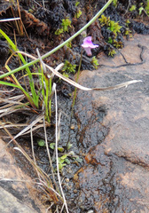Genlisea hispidula