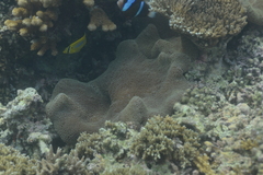 Stichodactyla