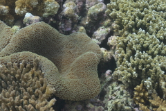 Stichodactyla