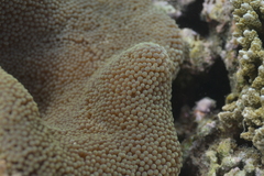 Stichodactyla