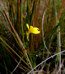 Utricularia prehensilis
