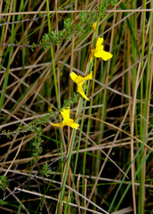 Utricularia prehensilis