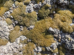 Bryophyta