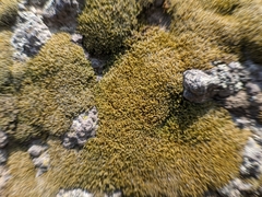 Bryophyta