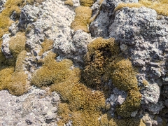 Bryophyta