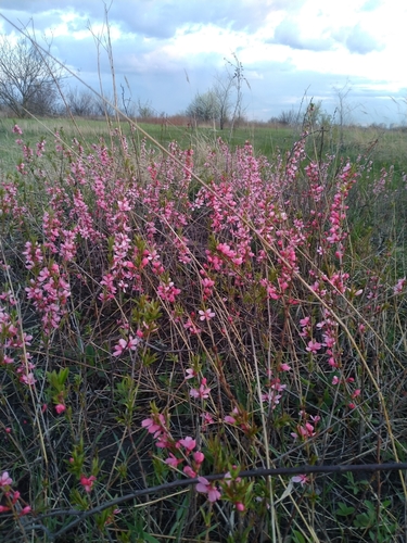 Prunus tenella