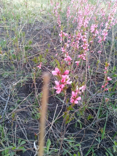 Prunus tenella