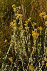 Helichrysum callicomum