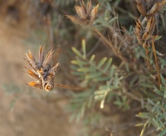 Astragalus varius eupatoricus