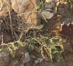Astragalus varius eupatoricus