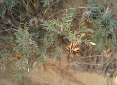 Astragalus varius eupatoricus
