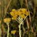 Helichrysum callicomum - Photo (c) Jan-Hendrik Keet, some rights reserved (CC BY-NC), uploaded by Jan-Hendrik Keet