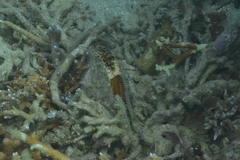 Atrina vexillum