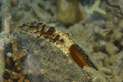 Atrina vexillum