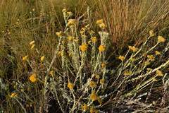 Helichrysum callicomum