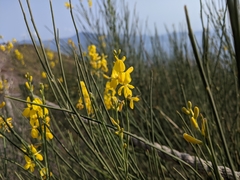 Spartium junceum