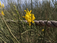 Spartium junceum