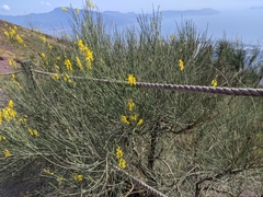 Spartium junceum