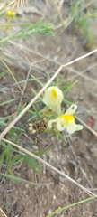 Linaria buriatica