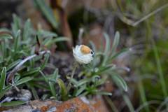 Helichrysum chionosphaerum