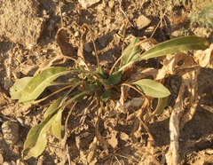 Brassica elongata
