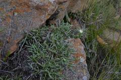 Helichrysum chionosphaerum