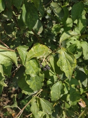 Cornus sanguinea australis