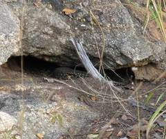 Broadleysaurus major