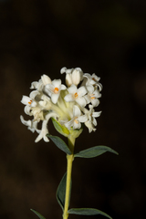 Pimelea stricta