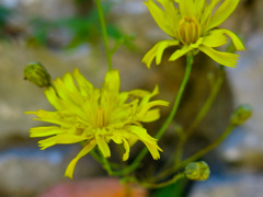 Hieracium porrifolium