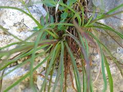 Hieracium porrifolium