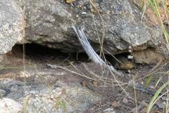 Broadleysaurus major