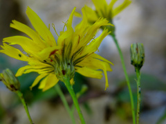 Hieracium porrifolium