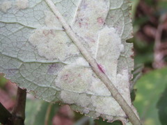 Phyllocoptes coprosmae