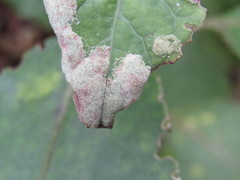 Phyllocoptes coprosmae